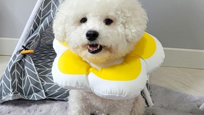 🐶 우리 댕댕이 꽃미모 UP! 강아지꽃넥카라 솔직 후기🌸 (할인정보有)